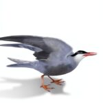 SQL Server Buch O'Reilly Datenbanken Programmierung Praxis-0