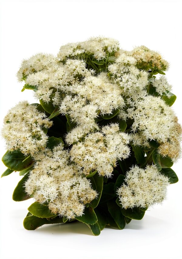 Sedum spectabile Iceberg Fetthenne Staude Beet Steingarten